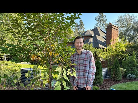 Vídeo: Kwanzan Cherry Tree Care: Como cultivar uma cerejeira Kwanzan