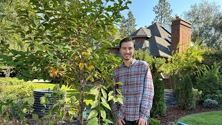 Planting a Kwanzan Flowering Cherry