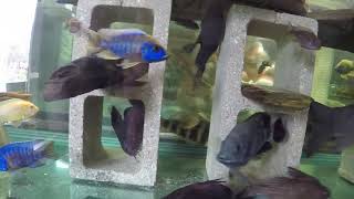 10 days in the jerk tank, so far so good: 3 featherfin & 2 hybrid synodontis catfish