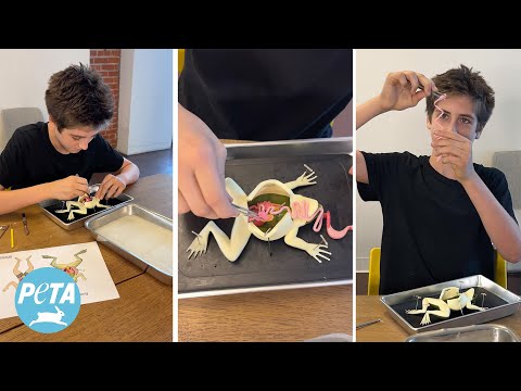 Classroom Dissection Revolutionized with TeachKind's Kind Frog