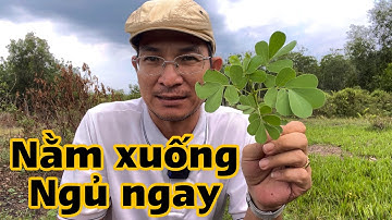 Bài thuốc trị Mất ngủ . PHAN HẢI Channel