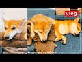 夜ご飯とまったりタイム | VLOG【豆柴】