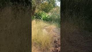 Hoy Explorando, Enseñando, Un Lugar En Ayotlan, Colonia PIO Y Mas,2025,Parte8, #Shorts.