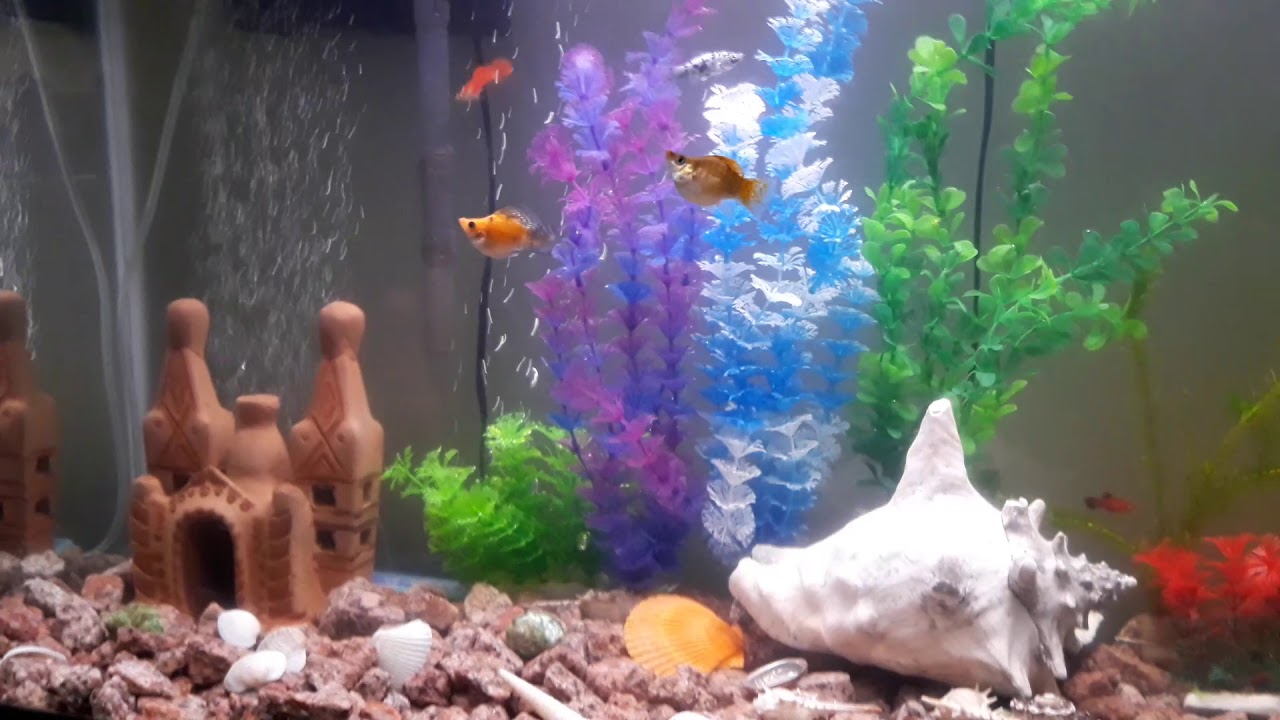 طريقة عزل افراخ الاسماك في نفس الحوض