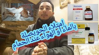 علاج مرض امتلاء حويصلة الحمام بالماء او الهواء #ابو_فريده_والحمام