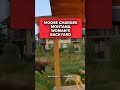 Watch: Montana woman fends off moose to protect her dogs