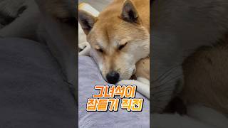 넙대대한 얼굴 귀여워 죽겠음 #시골강아지 #강아지 #shorts