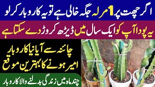 New And Most Profitable Business Idea In Pakistan 2024 - Dragon Fruit Farming Business In Pakistan