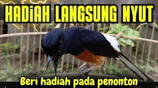 Download lagu PANCINGAN MURAI BATU GACOR AMPUH BUAT MURAI BATU AGAR BUNYI JADIKAN BURUNG MURAI GACOR NYAUT
