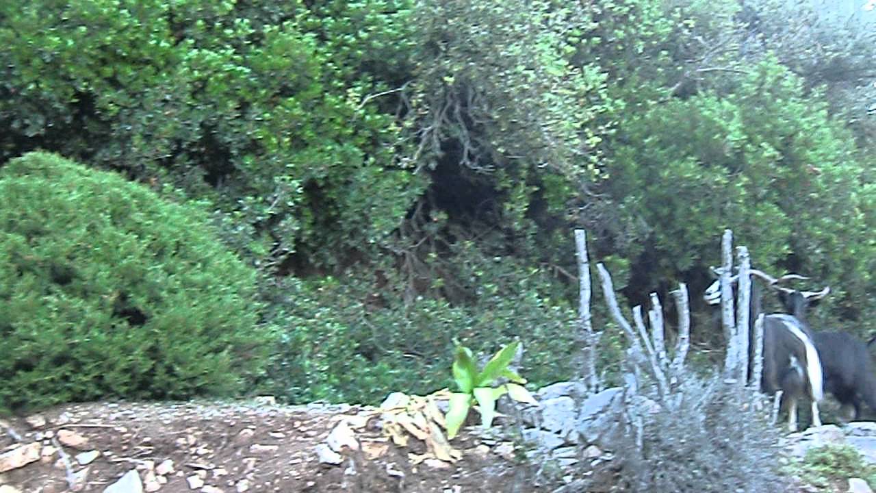 port Kioni (Greece) , ферма