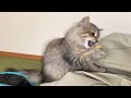 進化したはち君と遊ぶ子猫がこちらです-CatVlog 22