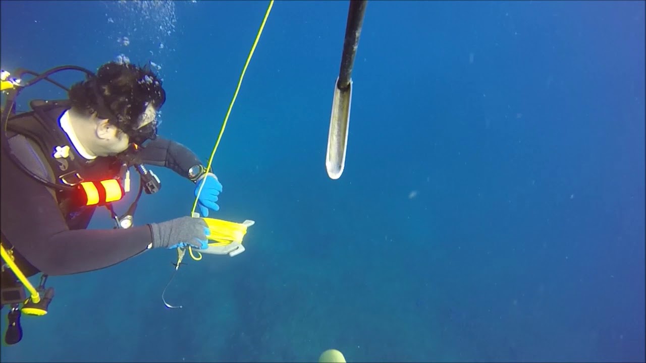 Boynton Beach Lobster dive loggerhead dive charters YouTube