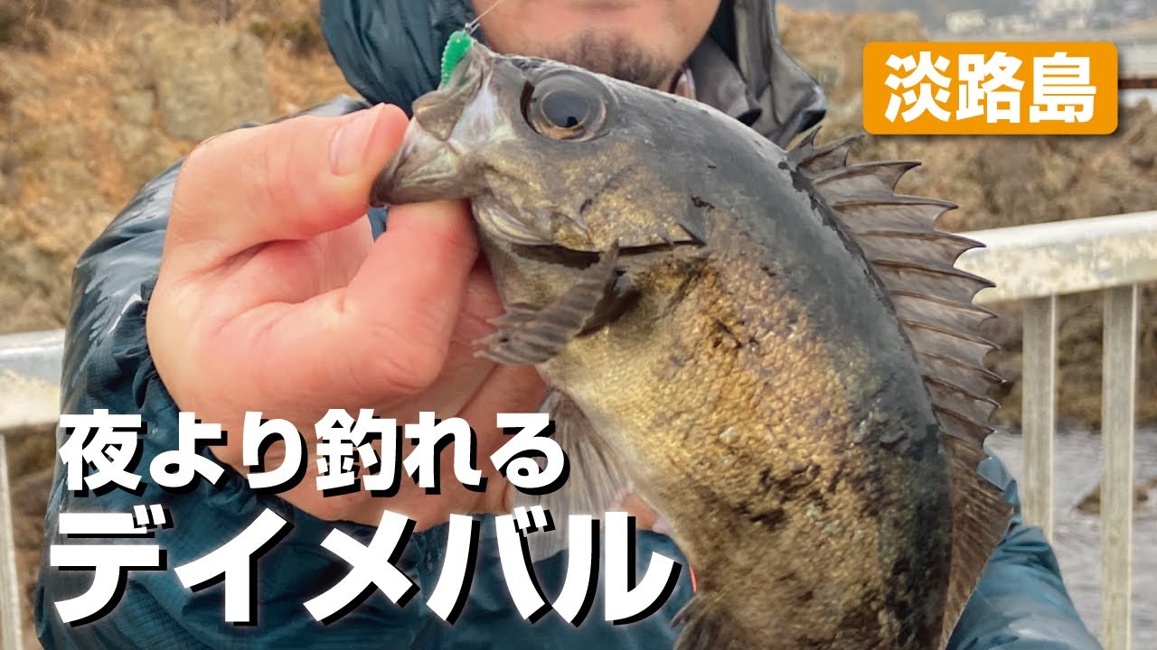 夜より釣れるデイメバル【淡路島】