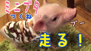 【ミニブタ】呼ぶと走ってくるつくね MiniPig