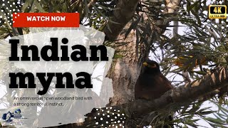 Indian myna