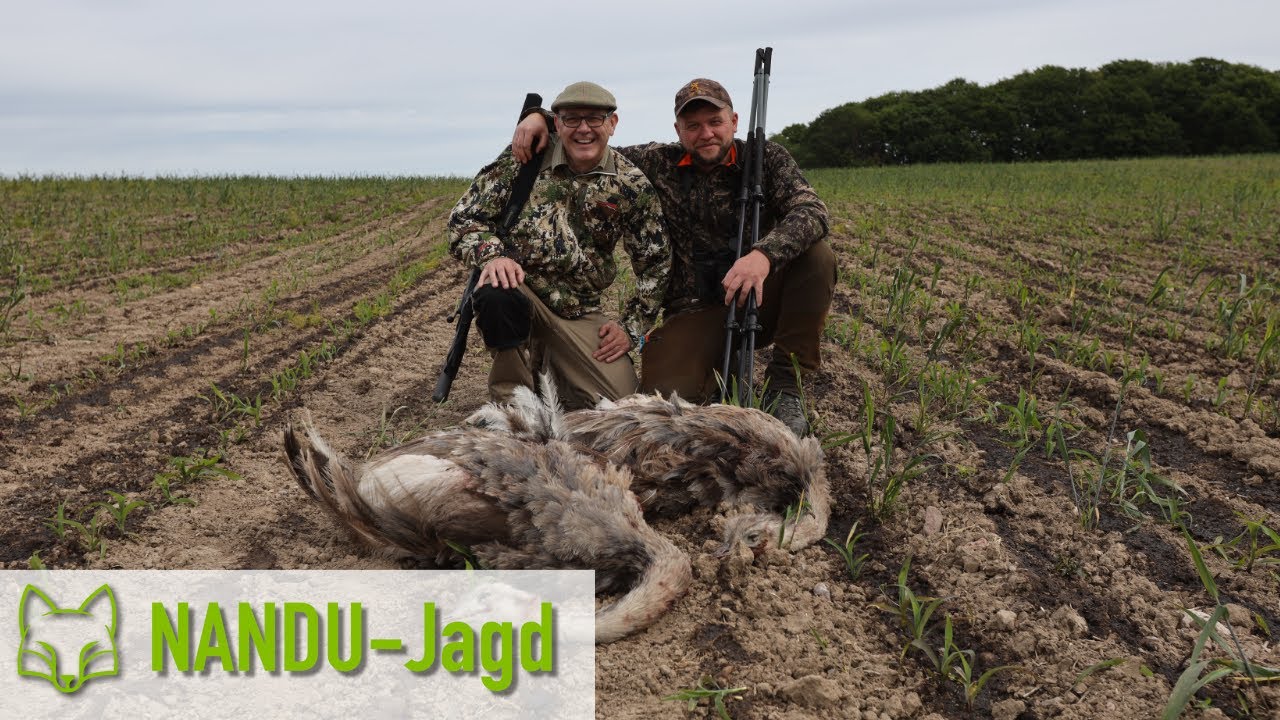 Auf Nandu-Jagd in Mecklenburg