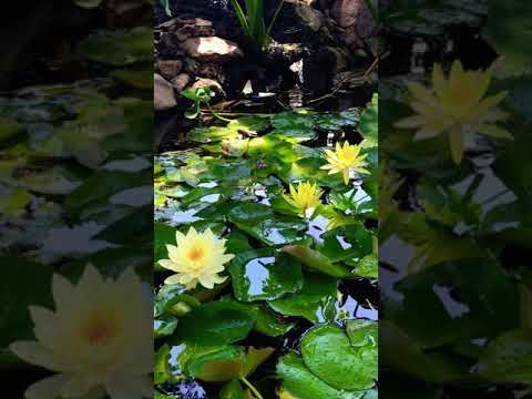 ASMR nature pond waterfall water lilies backyard ideas