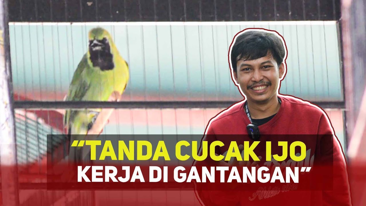 [CI JARWO] Tanda Cucak Ijo Kerja di gantang cucak ijo tipe gembung cucak ijo harian gembung HoBi ID
