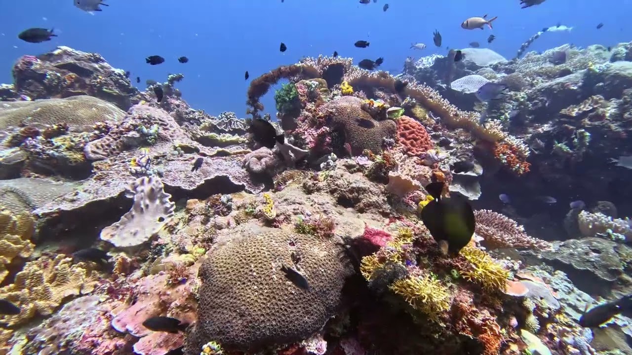 North Sulawesi Cap - Efrat