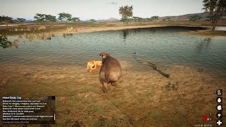 Animalia Survival  Hippo on crack