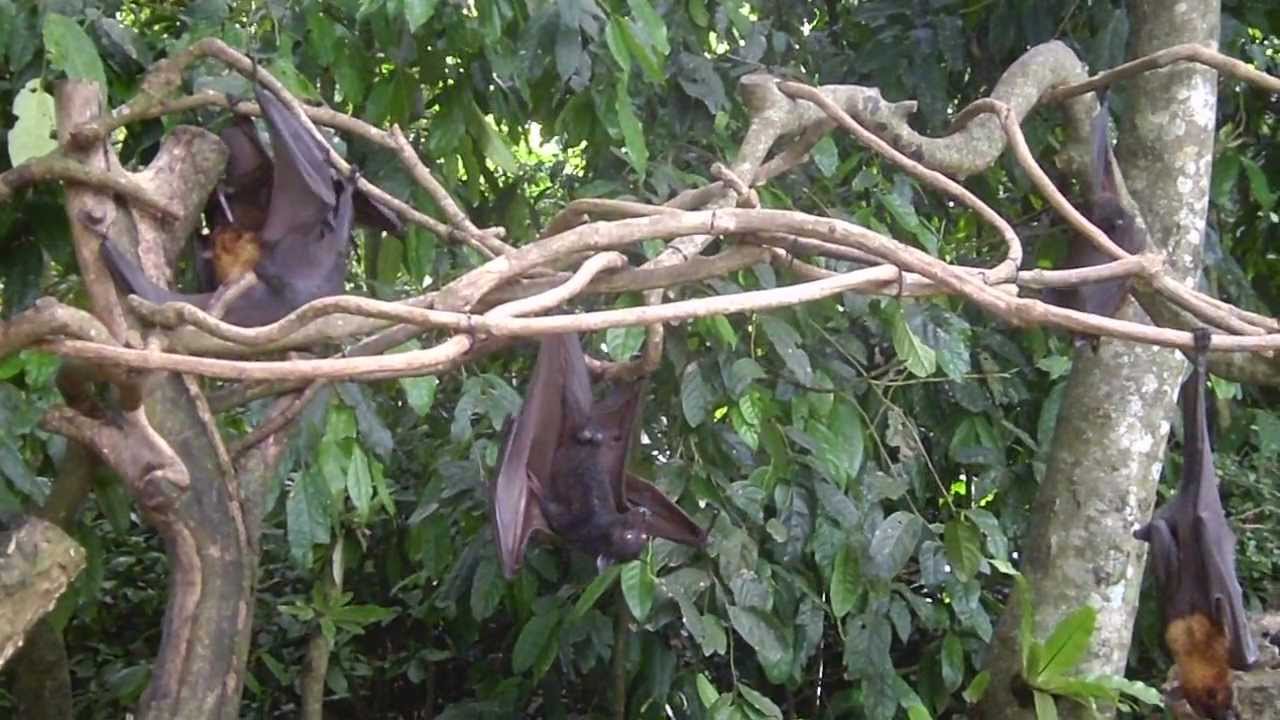 bats at Alas Kedaton, Bali YouTube
