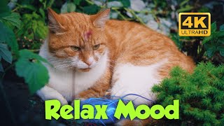 4K Ultra Hd Video Beautiful Cats Videos In Relax Mood And Cute Movements.