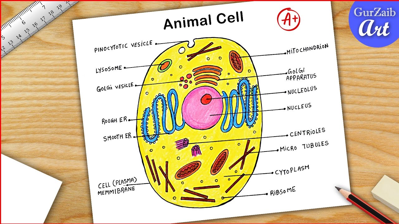 Draw animal and plant cells and describe the functions of their  organelles  HomeworkStudycom