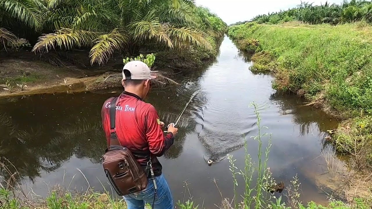 PARIT YANG SANGAT BANYAK DI HUNI IKAN GABUS || CASTING GABUS TEPAT DI SARANG NYA