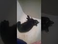 Жирная кошка купается в ванной Fat cat in the bathroom
