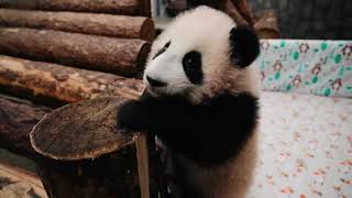 Что чувствуют зоолог во время осмотра пандочки Катюши из Московского зоопарка - милое видео