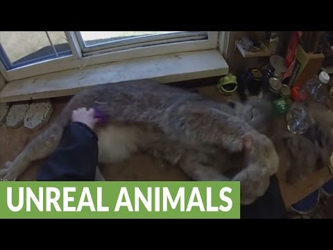 Canada lynx absolutely loves being brushed