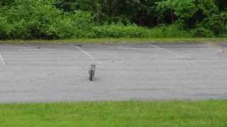 Gray Fox Running Across Bangor, Maine Parking Lot