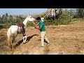 Training horse for safe riding using godclinton horsemanship vellore