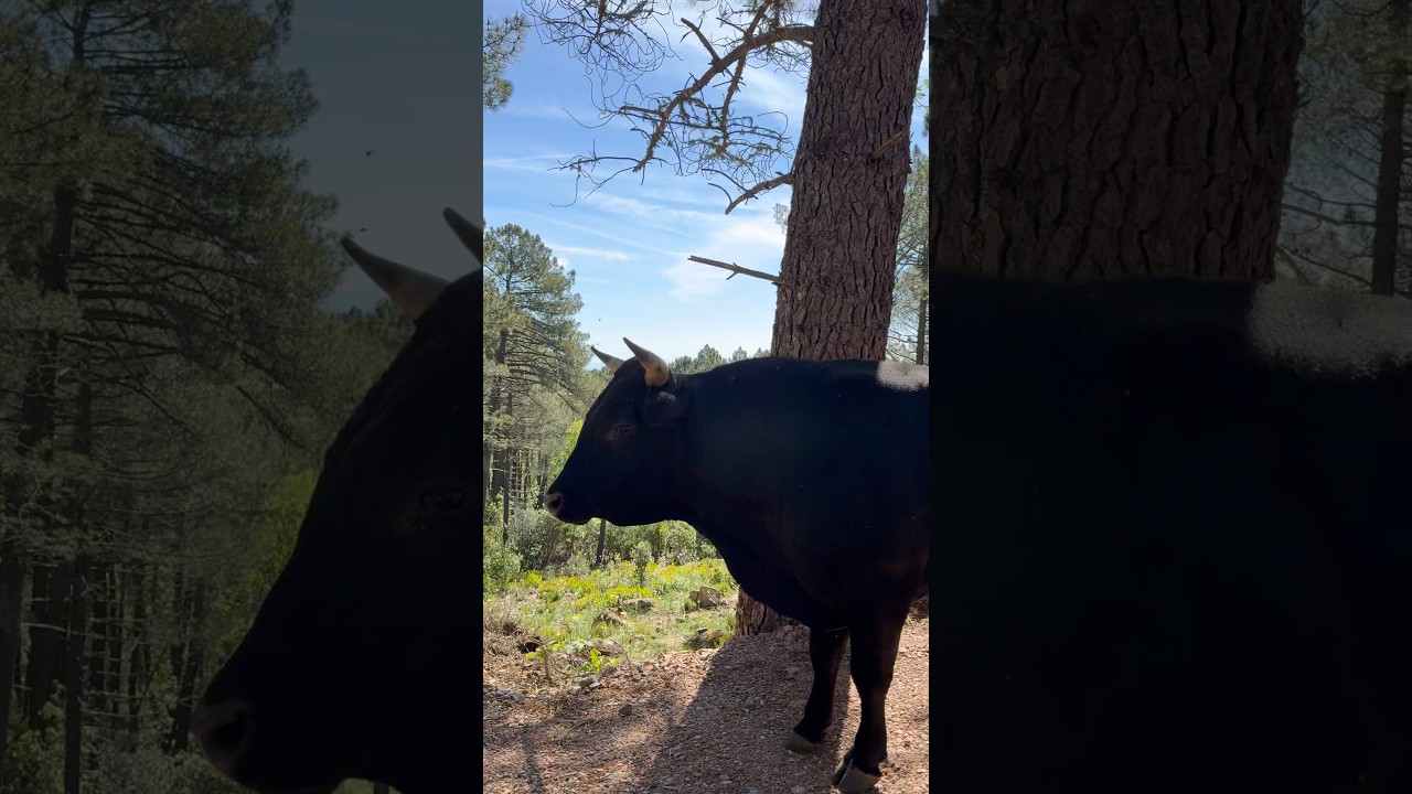 A Wild Encounter in Corsica 🐂🇫🇷
