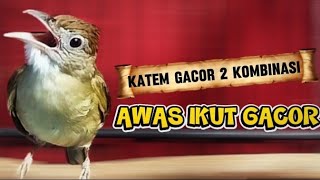 KAPAS TEMBAK GACOR ‼️SUARA NGEBREN RAPET NYAMBUNG NYIUL