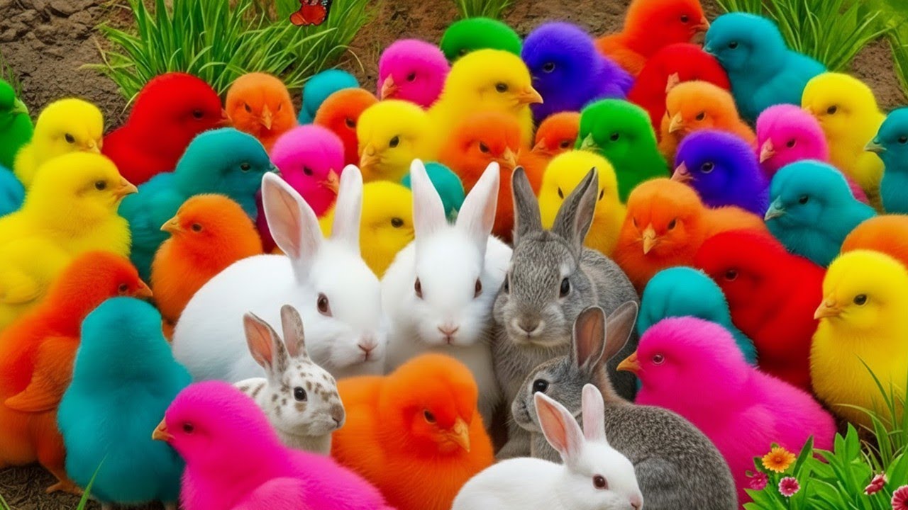 Seru Main Tangkap Ayam Lucu 🐔 Bebek & Kelinci Gemes