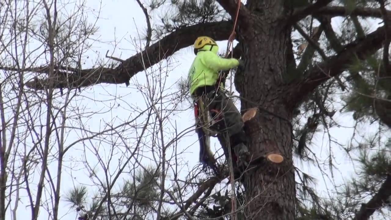 Arborex Tree Service Raleigh NC 919 800 7718 YouTube Arborex tree service raleigh nc 919 800 7718 youtube