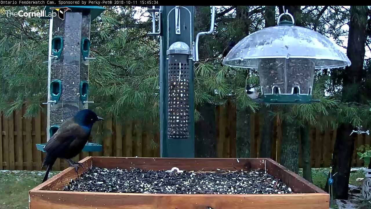 Common Grackle Stakes Claim To Ontario Feeders Oct 11 2018