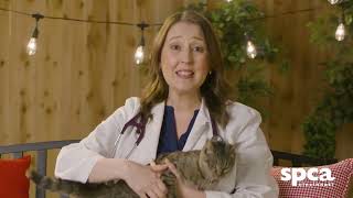From Hoarding to Home: Betty, Alice & Athena’s Story 🐾 | SPCA Cincinnati