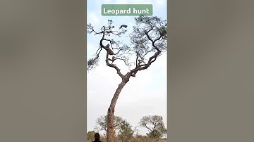 Leopard Hunts Monkey 🐵#trendingshorts #trending #shortsfeed #shorts