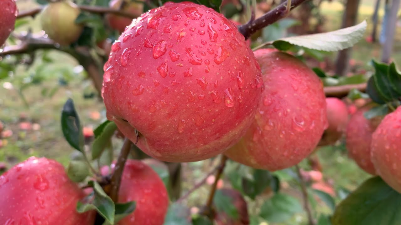 Cologne Germany Apple Farms 4k Video, Köln Cycle drive