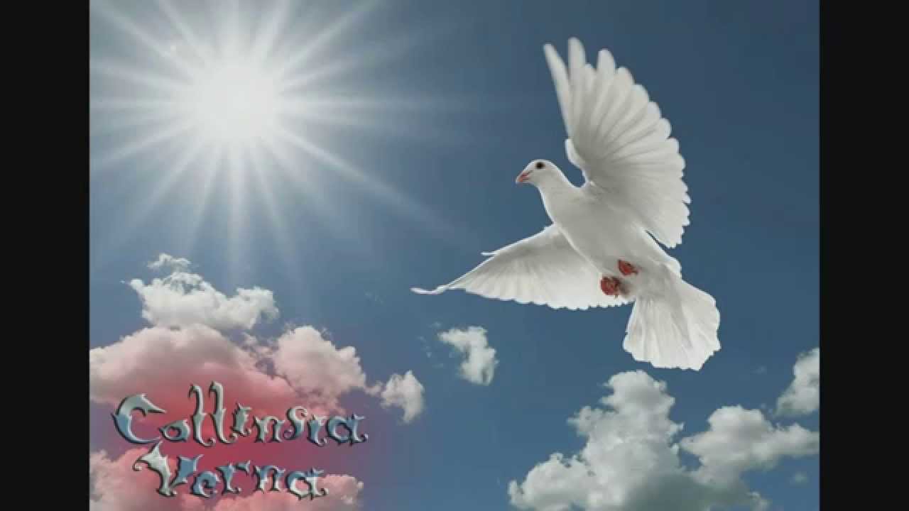 Collinsia Verna - Humble Seagulls' Cry