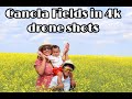 Canola fields in 4k drone shot  dji mini2  ysay dale