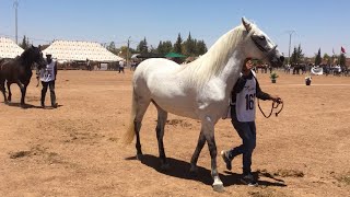 اجمل المهرات و الخيول بني ملال دار ولد زيدوح 2019 Equestrian Mares
