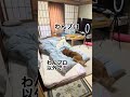 わんプロ(わんこのプロレス)嫌いの赤柴を一生懸命にわんプロに誘う白柴‼️#赤柴はわんプロで白柴に勝てないので嫌い#赤柴は追いかけっこが好き#柴犬#多頭飼い#shibainu#dog