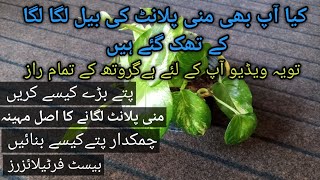 money plant kesy lagain|money plant growth hacks|منی پلانٹ کیسے لگائیں