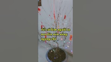 Giao Thừa | Nhà văn Nguyễn Ngọc Tư, nghe đầy đủ trong comment