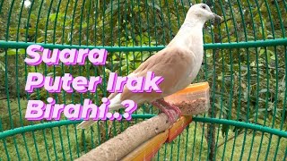 Suara Puter Irak Birahi..?! @sugitokambojaBF