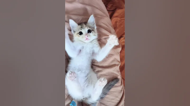 Video 9582161: kitten catlover cute funnycats, kitten cute catlover baby, kitten catlover funny cute, cat funnycats cute