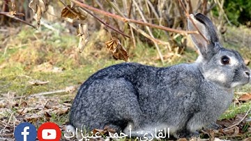 سورة الملك كامله بصوت القارئ أحمد عنيزات
